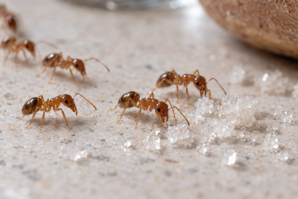Trail of small ants on a kitchen counter