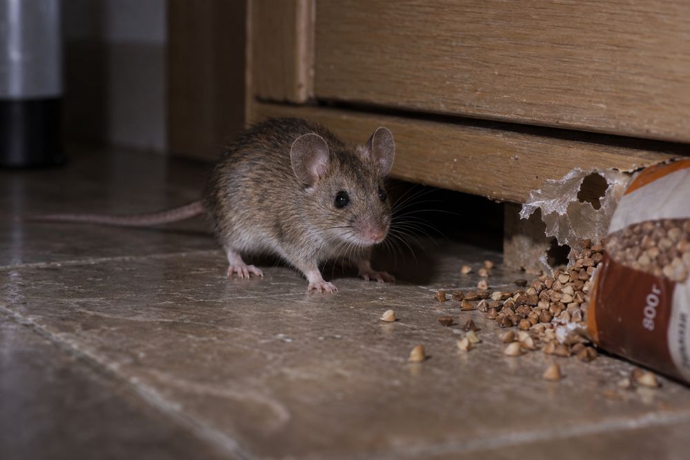 House mouse at a gap under a kitchen cabinet
