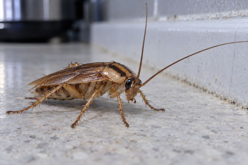German cockroach on a kitchen countertop near the backsplash
